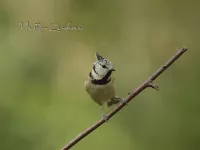 Kuifmees [Lophophanes cristatus] - Geldberg Putte (8apr2026)       